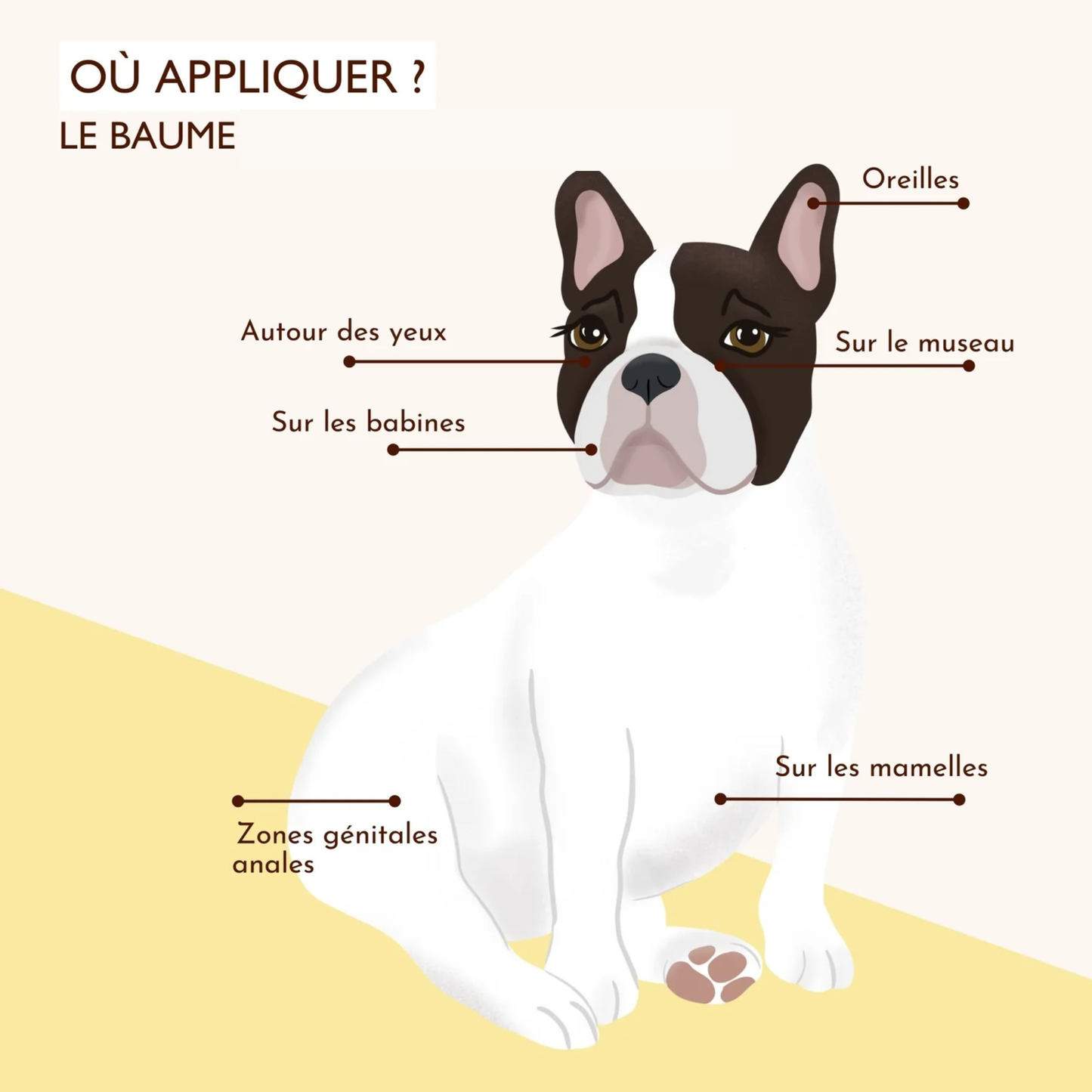 Flora Canis® - Baume Réparateur Peau Chien. Soulage Rougeurs, Irritations & Démangeaisons en 48h.
