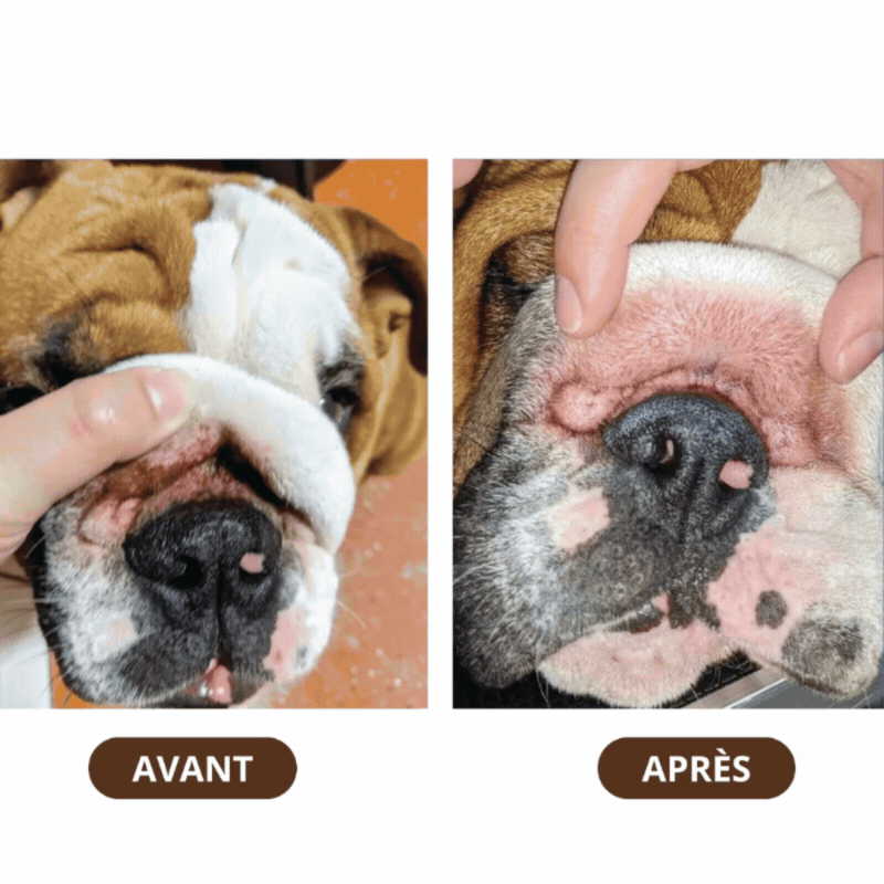 Flora Canis® - Baume Réparateur Peau Chien. Soulage Rougeurs, Irritations & Démangeaisons en 48h.